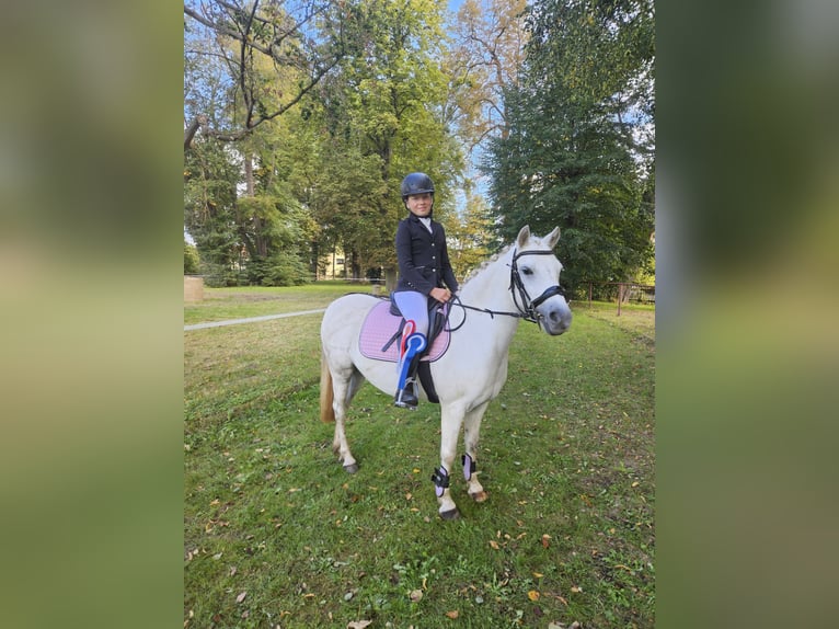 Pony tedesco Giumenta 3 Anni 135 cm Grigio in Gera