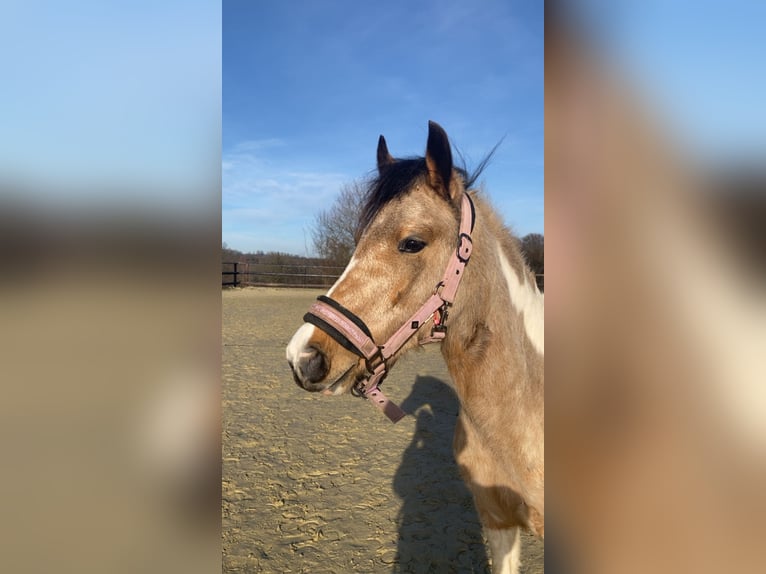 Pony tedesco Mix Giumenta 3 Anni 135 cm Pelle di daino in Wiehl