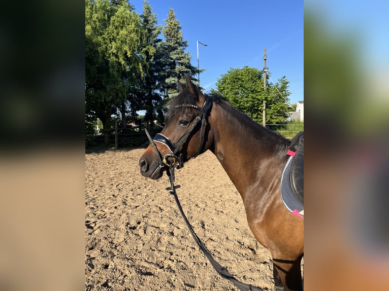 Pony tedesco Giumenta 3 Anni 136 cm Baio in Porta Westfalica
