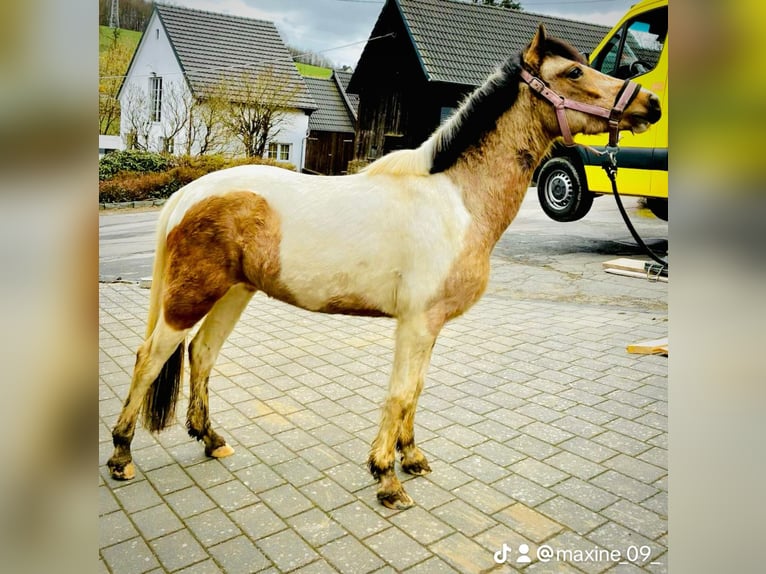 Pony tedesco Mix Giumenta 3 Anni 136 cm Pelle di daino in Wiehl