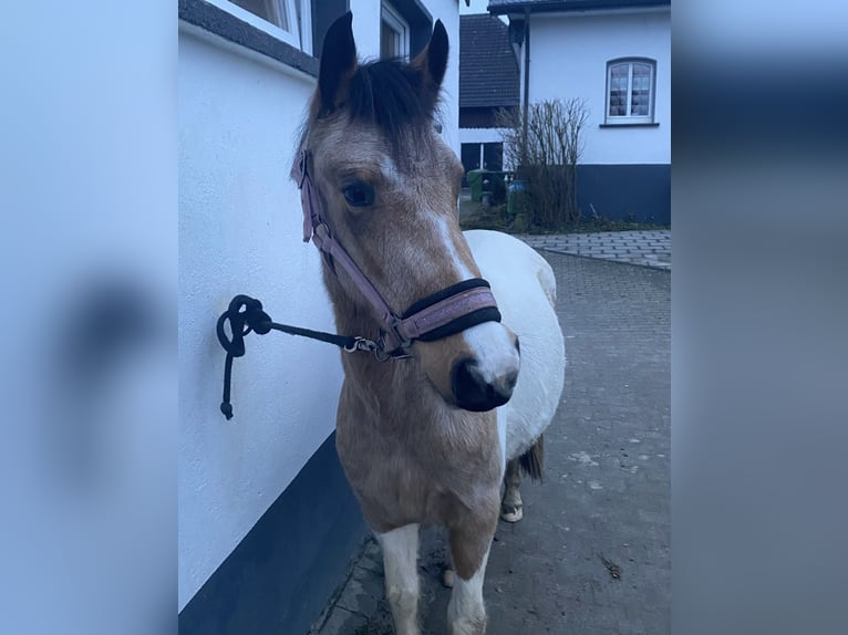 Pony tedesco Mix Giumenta 3 Anni 136 cm Pelle di daino in Wiehl
