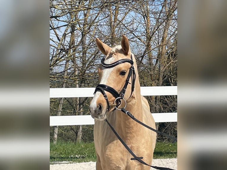 Pony tedesco Giumenta 3 Anni 138 cm Palomino in Ilmenau