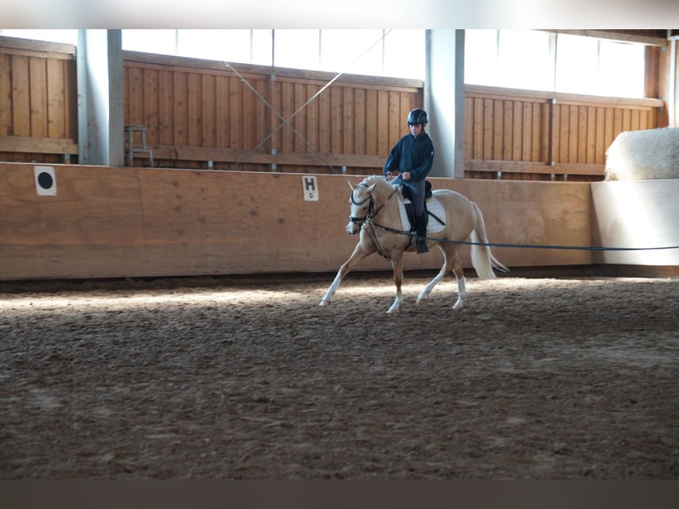 Pony tedesco Giumenta 3 Anni 138 cm Palomino in Ilmenau