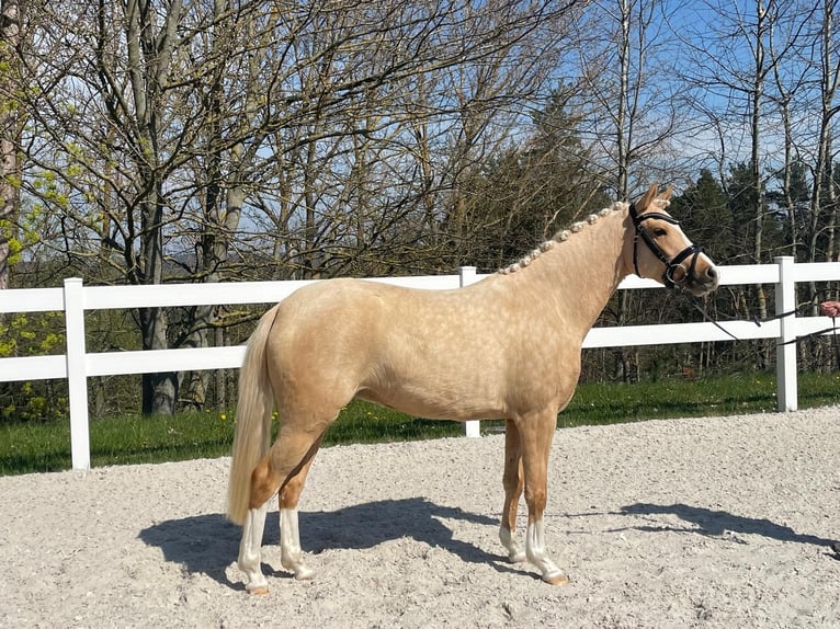 Pony tedesco Giumenta 3 Anni 138 cm Palomino in Ilmenau