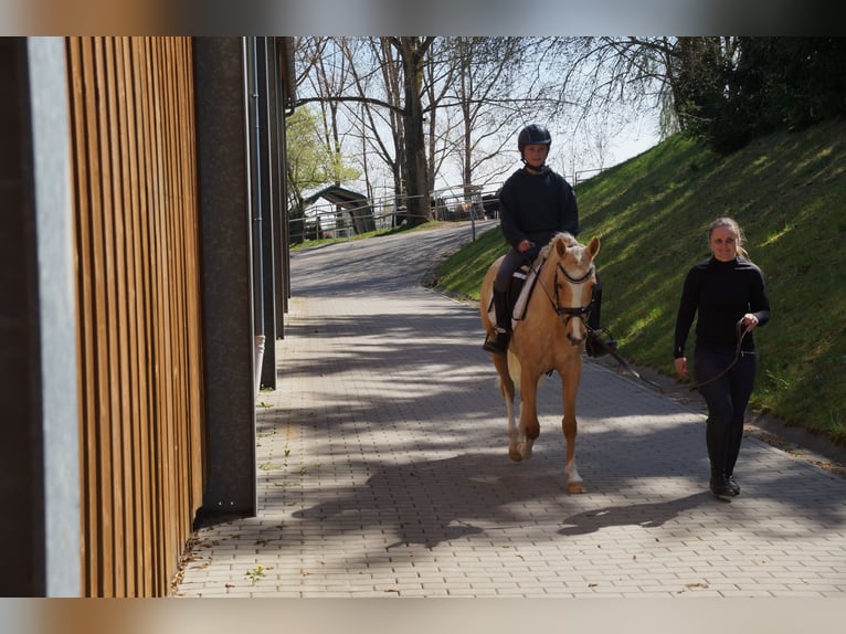 Pony tedesco Giumenta 3 Anni 138 cm Palomino in Ilmenau
