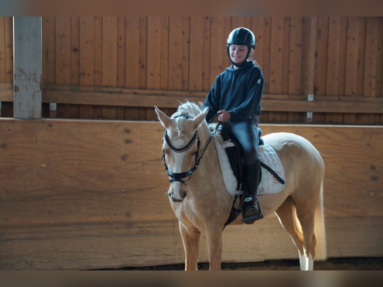 Pony tedesco Giumenta 3 Anni 138 cm Palomino in Ilmenau