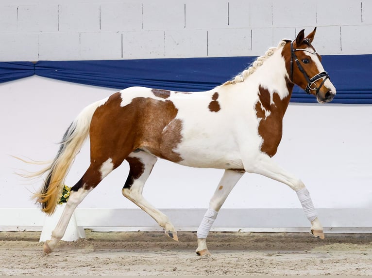 Pony tedesco Giumenta 3 Anni 138 cm Pezzato in Marsberg