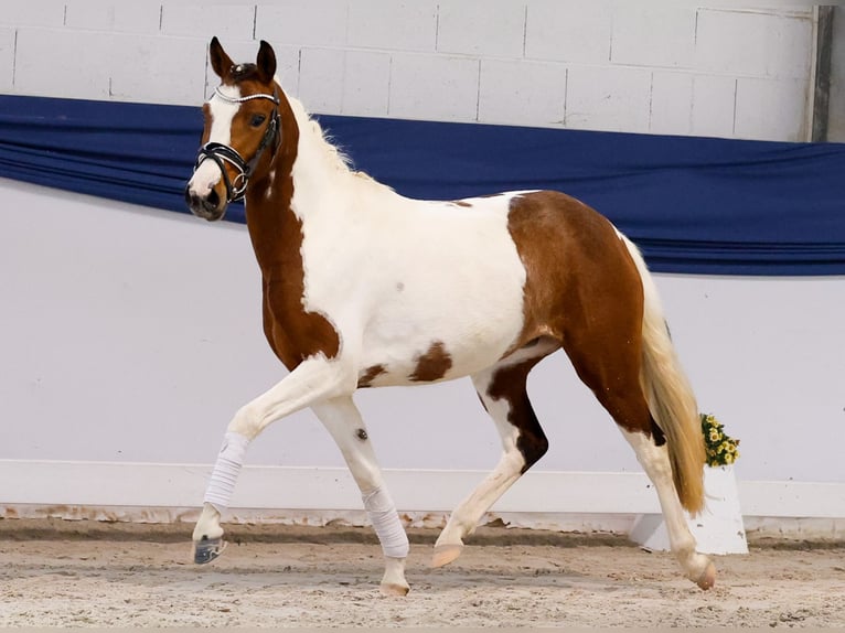 Pony tedesco Giumenta 3 Anni 138 cm Pezzato in Marsberg