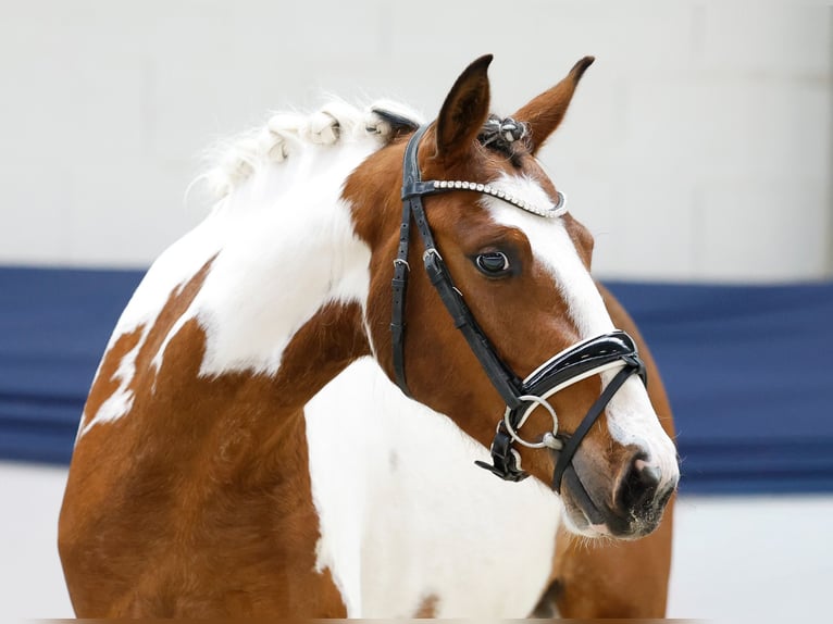Pony tedesco Giumenta 3 Anni 138 cm Pezzato in Marsberg