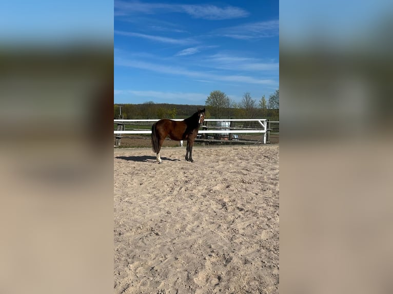 Pony tedesco Giumenta 3 Anni 139 cm Baio in Niederzimmern
