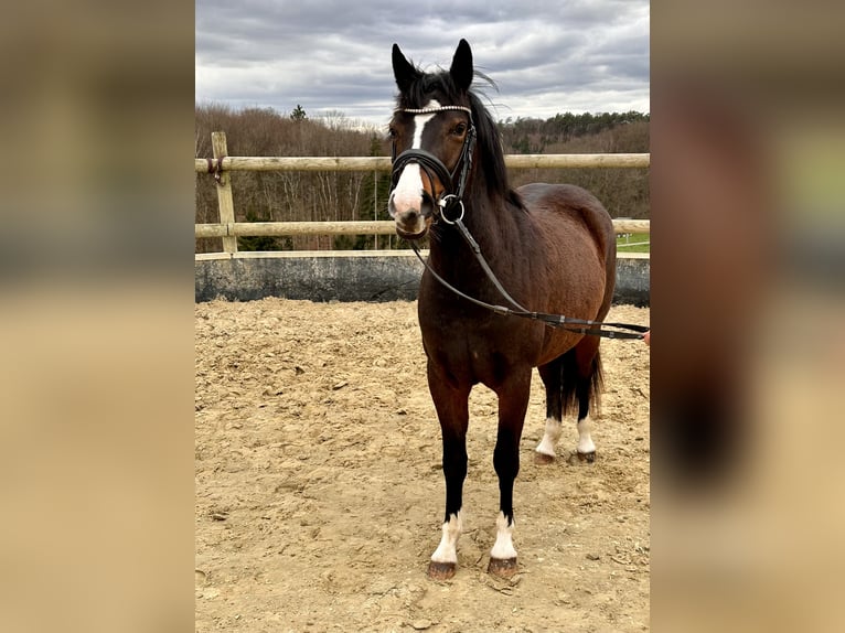 Pony tedesco Giumenta 3 Anni 140 cm Baio scuro in Marienheide