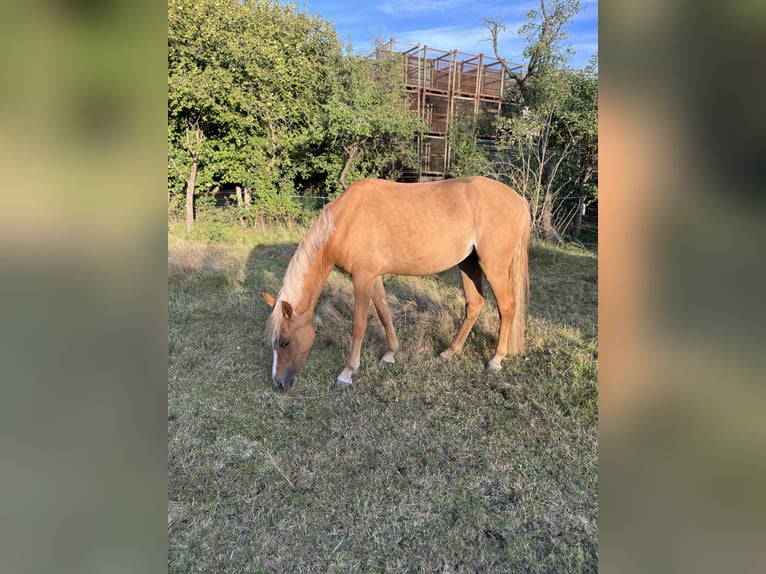 Pony tedesco Giumenta 3 Anni 140 cm Palomino in Kirchlinteln