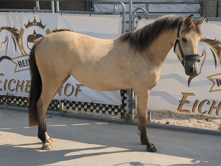 Pony tedesco Giumenta 3 Anni 140 cm Pelle di daino in Bad König