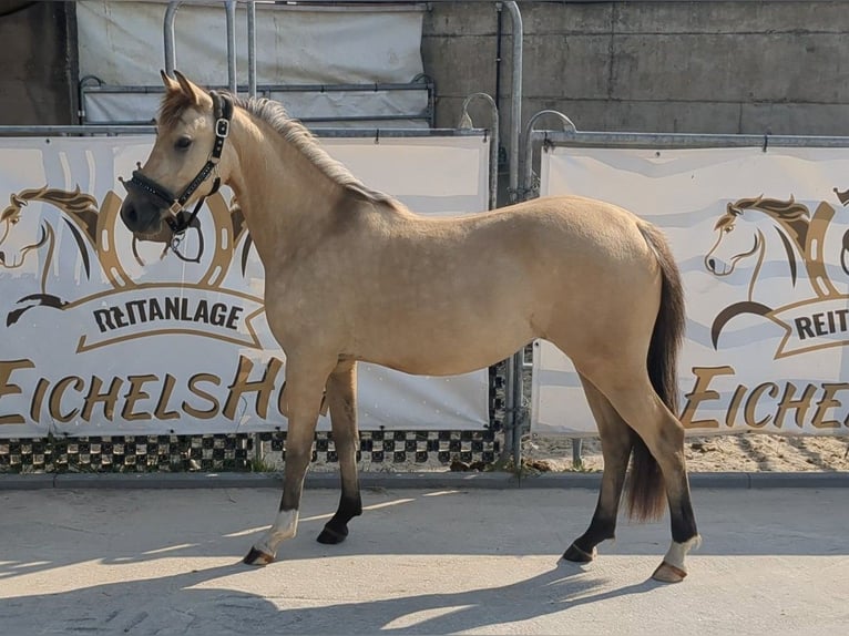 Pony tedesco Giumenta 3 Anni 140 cm Pelle di daino in Bad König