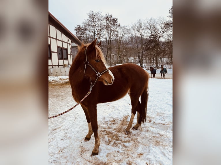Pony tedesco Giumenta 3 Anni 140 cm Sauro in Amt Creuzburg