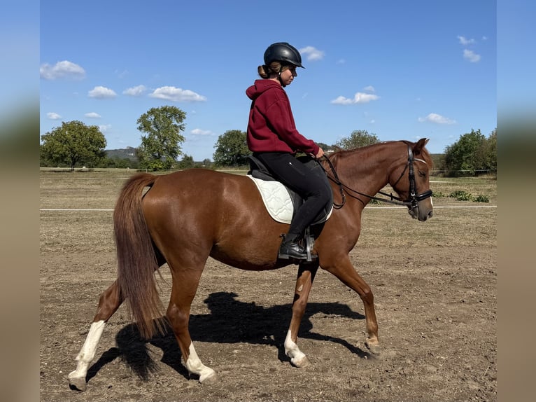 Pony tedesco Giumenta 3 Anni 140 cm Sauro scuro in Kővágóörs