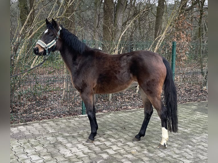 Pony tedesco Giumenta 3 Anni 141 cm Baio in Verl