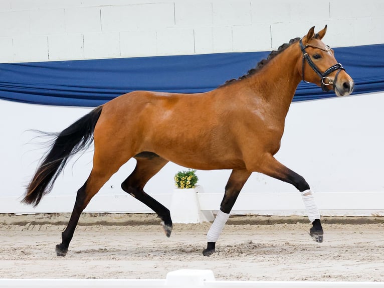 Pony tedesco Giumenta 3 Anni 141 cm Baio in Marsberg