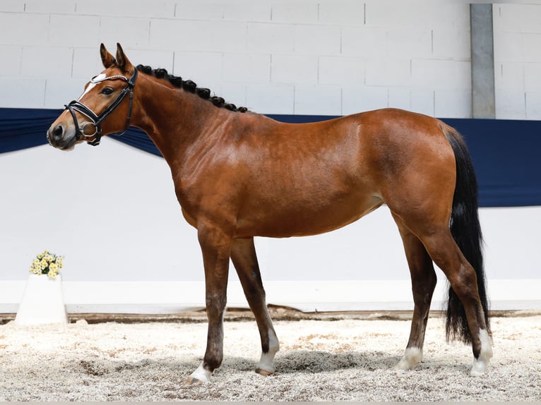 Pony tedesco Giumenta 3 Anni 141 cm Baio in Marsberg