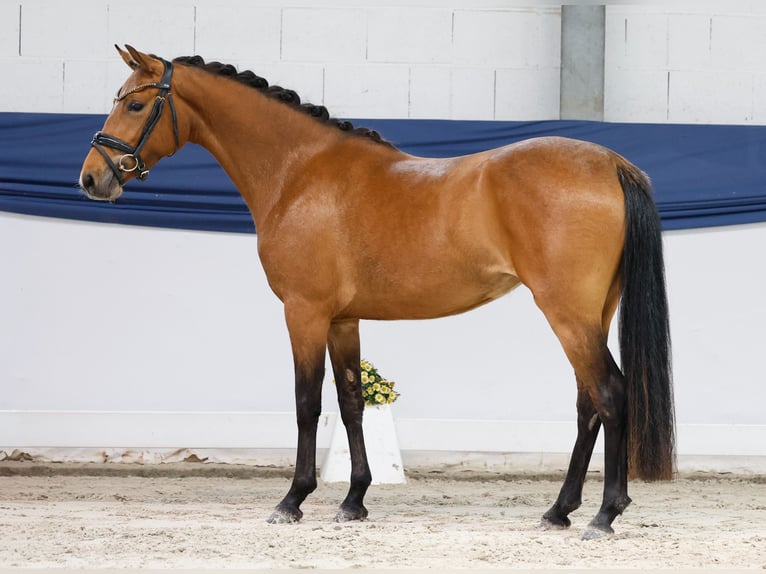 Pony tedesco Giumenta 3 Anni 141 cm Baio in Marsberg