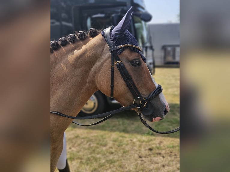 Pony tedesco Giumenta 3 Anni 141 cm Red dun in Großenkneten