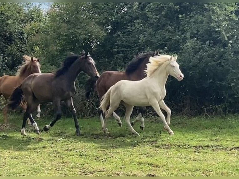 Pony tedesco Giumenta 3 Anni 142 cm Cremello in Zarpen
