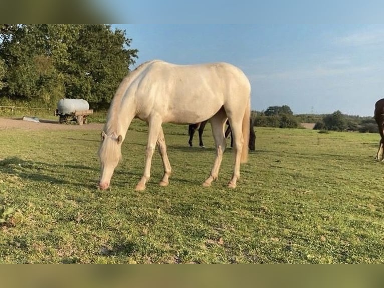 Pony tedesco Giumenta 3 Anni 142 cm Cremello in Zarpen