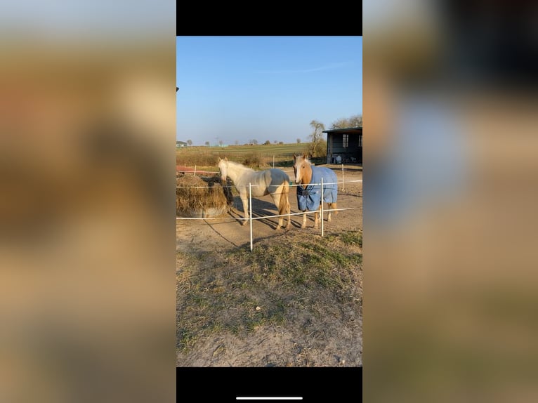 Pony tedesco Giumenta 3 Anni 142 cm Cremello in Zarpen