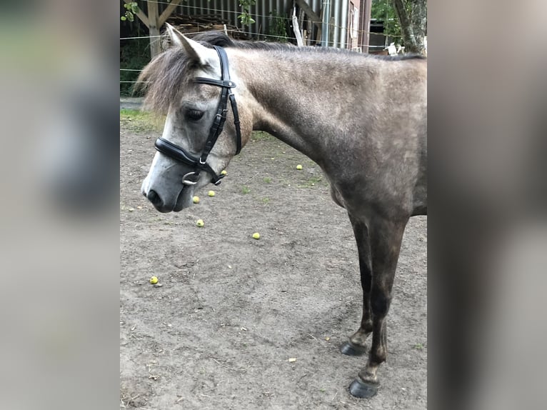 Pony tedesco Giumenta 3 Anni 142 cm Grigio rossastro in Uplengen
