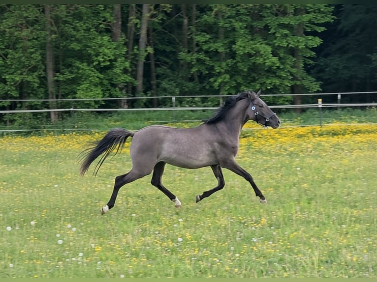 Pony tedesco Giumenta 3 Anni 143 cm Falbo in Wolferstadt