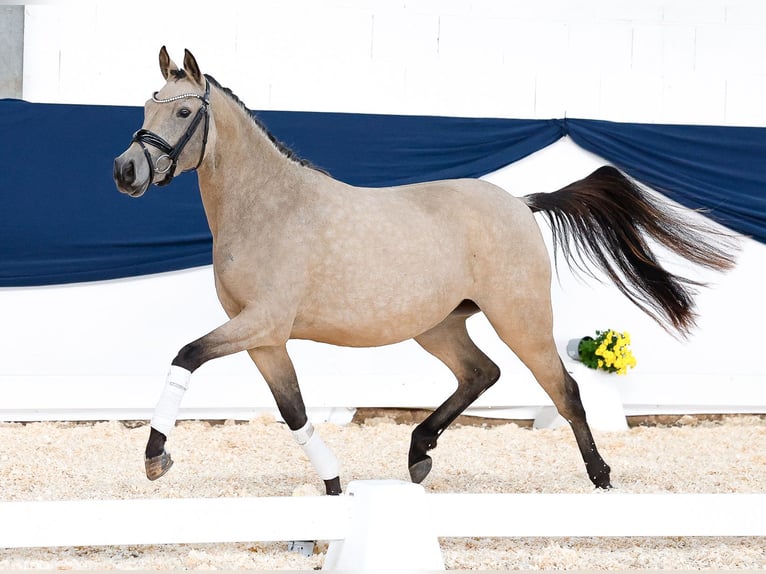 Pony tedesco Giumenta 3 Anni 143 cm Falbo in Marsberg