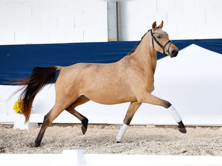 Pony tedesco Giumenta 3 Anni 143 cm Falbo in Marsberg