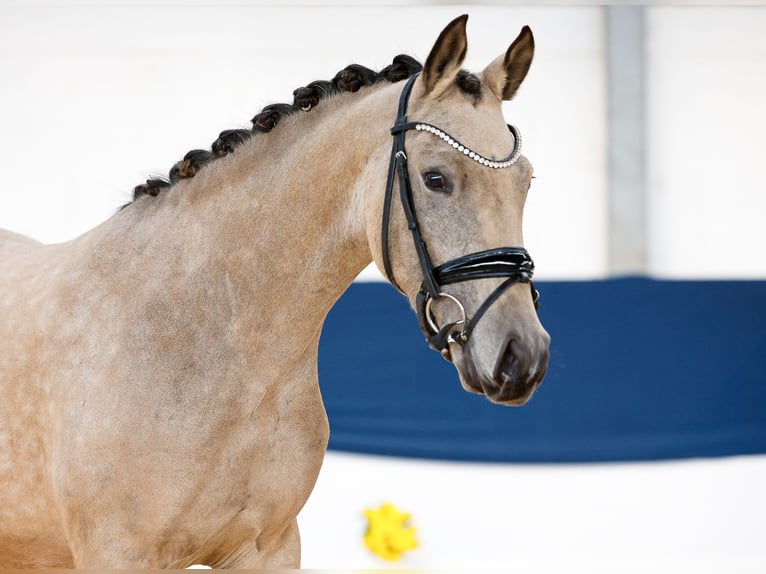 Pony tedesco Giumenta 3 Anni 143 cm Falbo in Marsberg