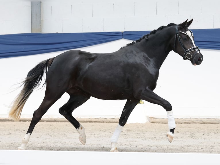 Pony tedesco Giumenta 3 Anni 143 cm Morello in Marsberg