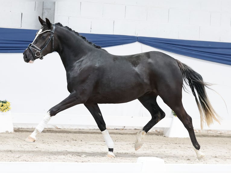 Pony tedesco Giumenta 3 Anni 143 cm Morello in Marsberg