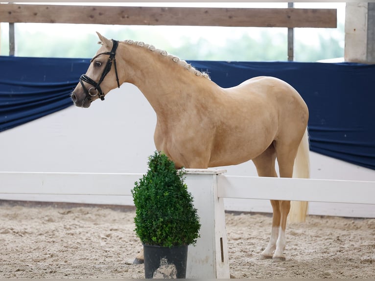Pony tedesco Giumenta 3 Anni 143 cm Palomino in Marsberg