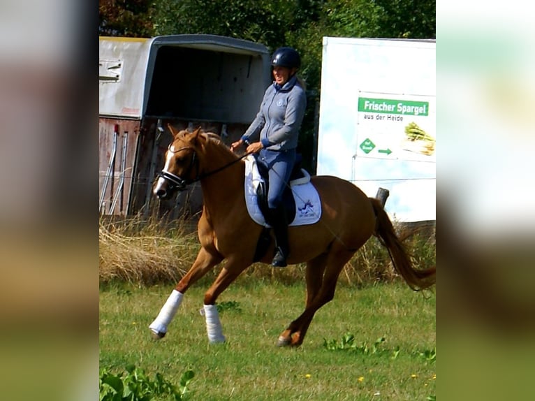 Pony tedesco Giumenta 3 Anni 143 cm Sauro in Velpke