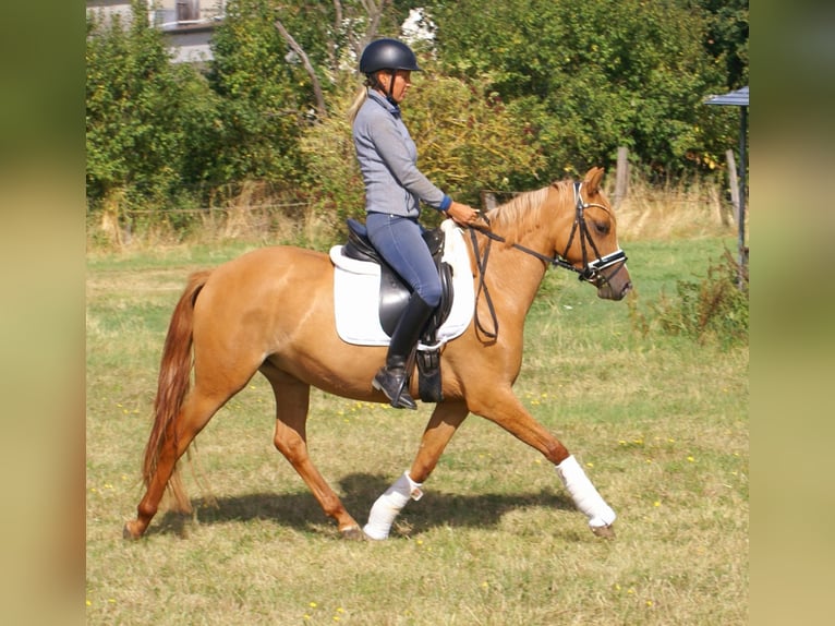 Pony tedesco Giumenta 3 Anni 143 cm Sauro in Velpke