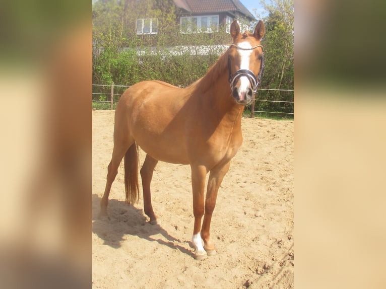 Pony tedesco Giumenta 3 Anni 143 cm Sauro in Velpke