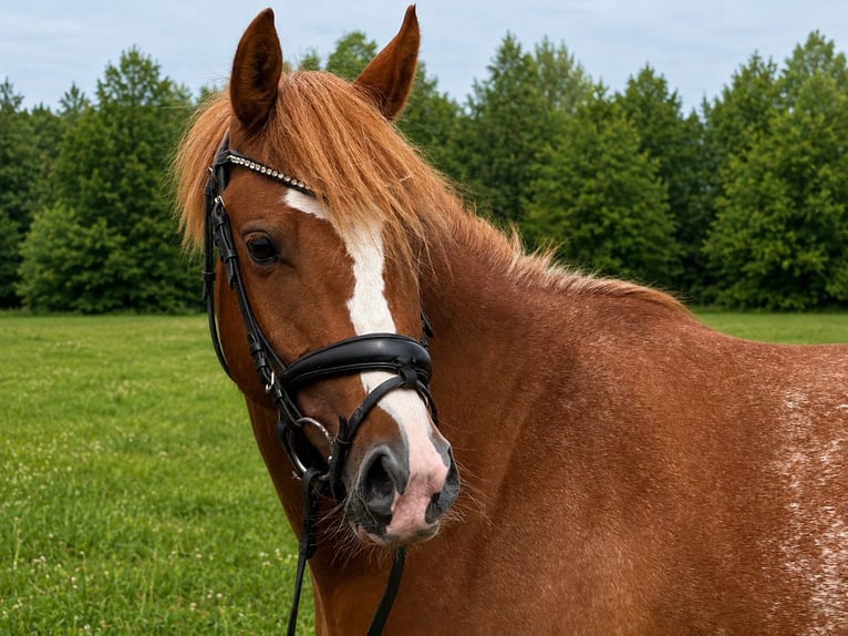 Pony tedesco Giumenta 3 Anni 143 cm Sauro in Treuenbrietzen