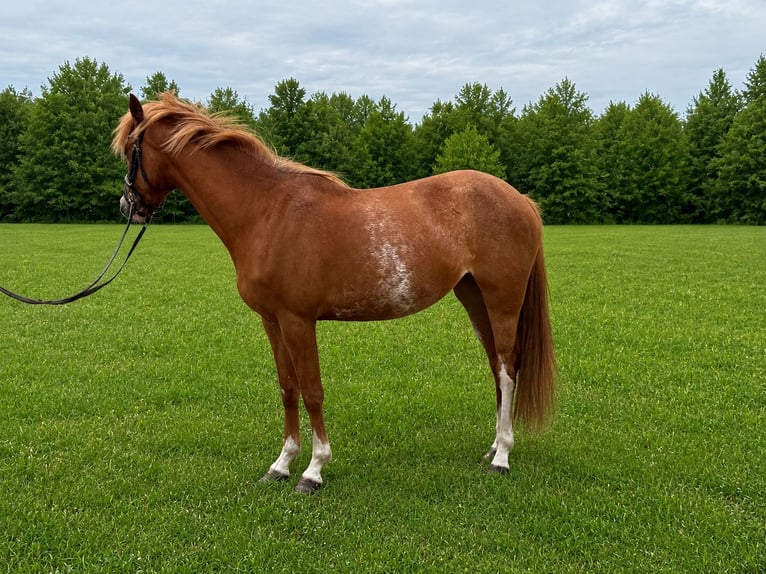 Pony tedesco Giumenta 3 Anni 143 cm Sauro in Treuenbrietzen