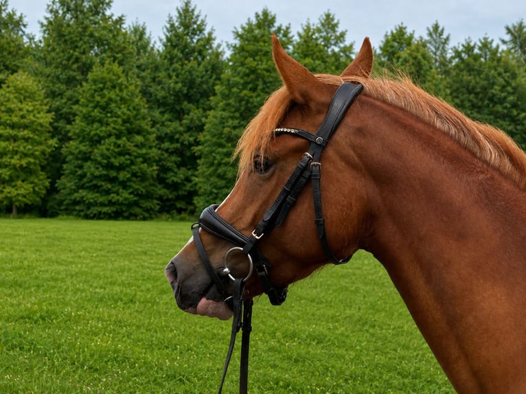 Pony tedesco Giumenta 3 Anni 143 cm Sauro in Treuenbrietzen