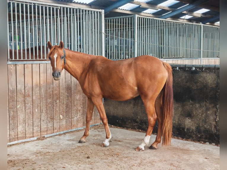 Pony tedesco Giumenta 3 Anni 143 cm Sauro in Soest
