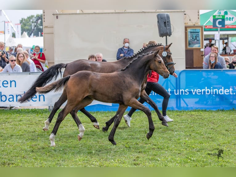 Pony tedesco Giumenta 3 Anni 144 cm Baio in AlfhausenA
