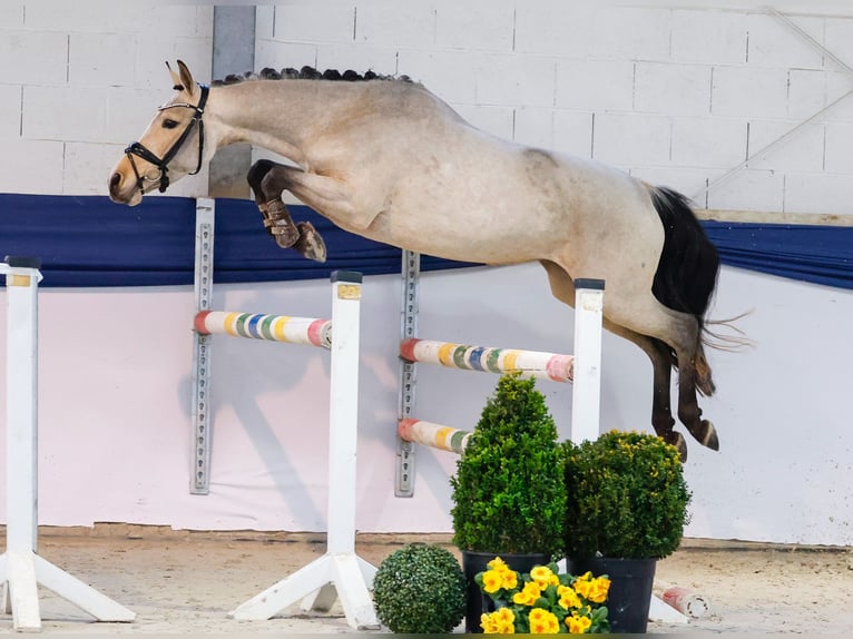 Pony tedesco Giumenta 3 Anni 144 cm Baio in Marsberg