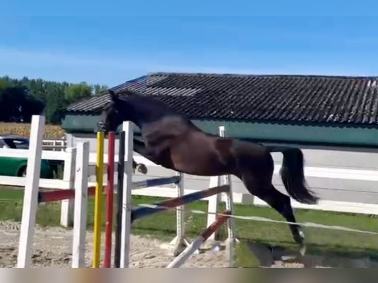 Pony tedesco Giumenta 3 Anni 144 cm Baio nero in Selm