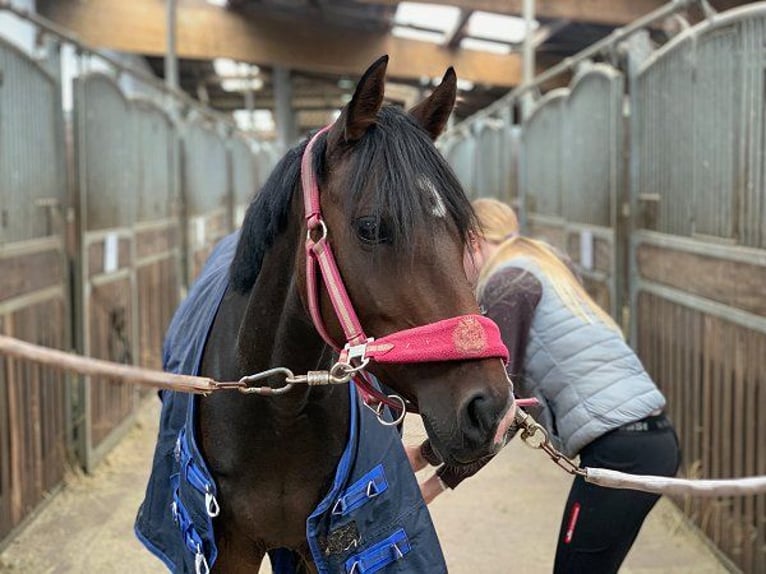 Pony tedesco Giumenta 3 Anni 144 cm Baio scuro in Verden (Aller)