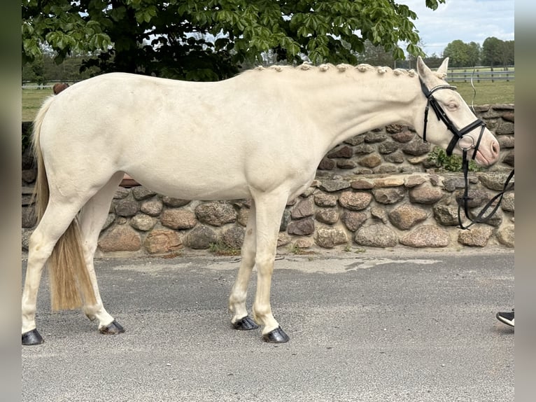 Pony tedesco Giumenta 3 Anni 144 cm Cremello in Treuenbrietzen
