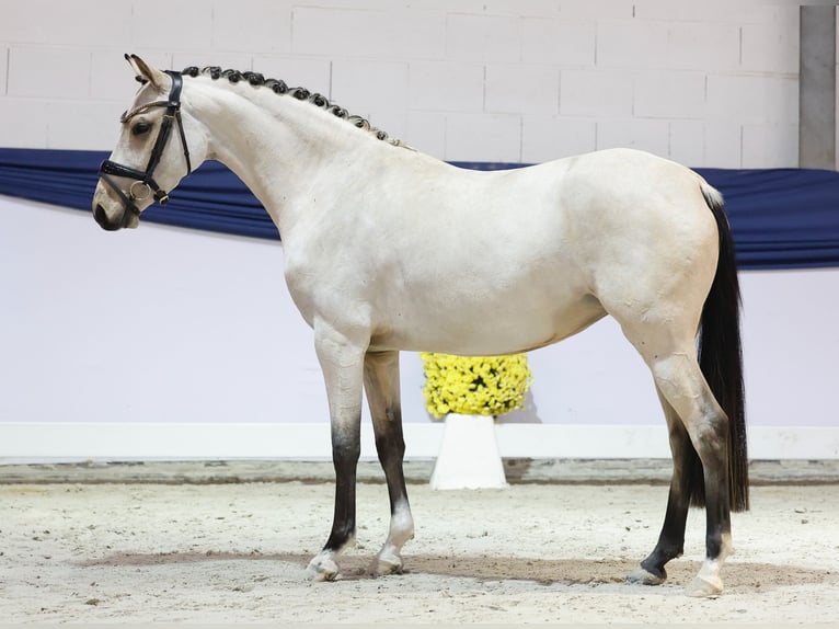 Pony tedesco Giumenta 3 Anni 144 cm Falbo in Marsberg