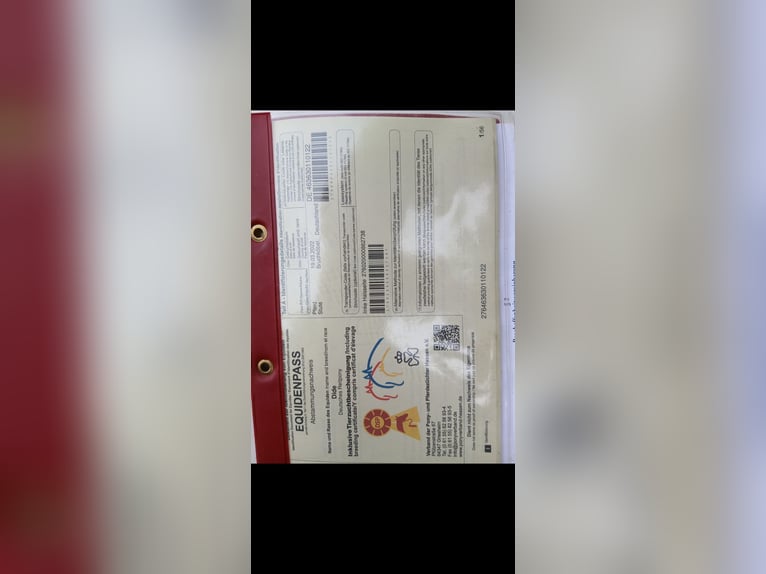 Pony tedesco Giumenta 3 Anni 144 cm Morello in Berg bei Neumarkt in der Oberpfalz